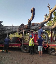 古樹(shù)木遷移運(yùn)輸途中捆綁器與索具的應(yīng)用